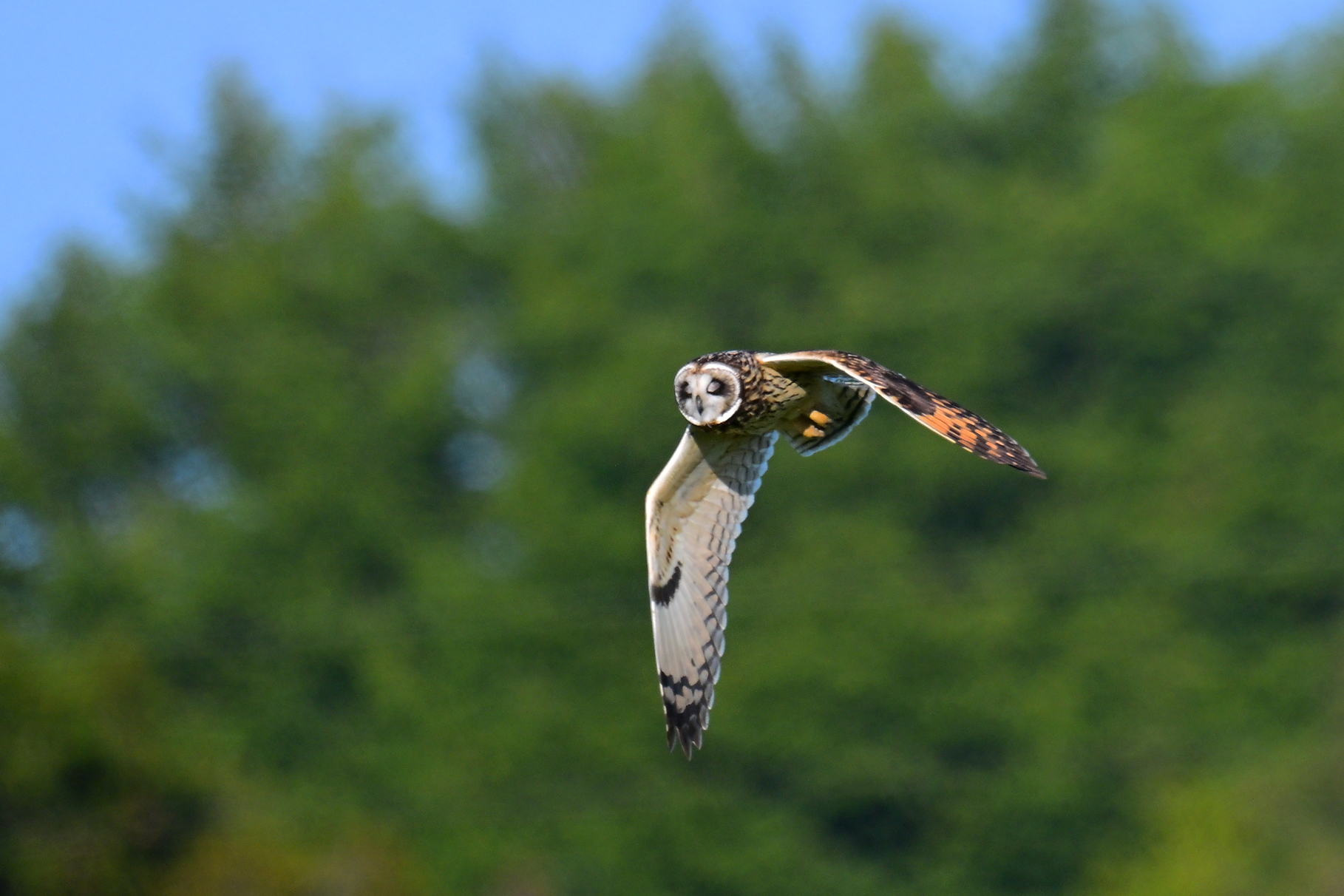Short-eared Owl